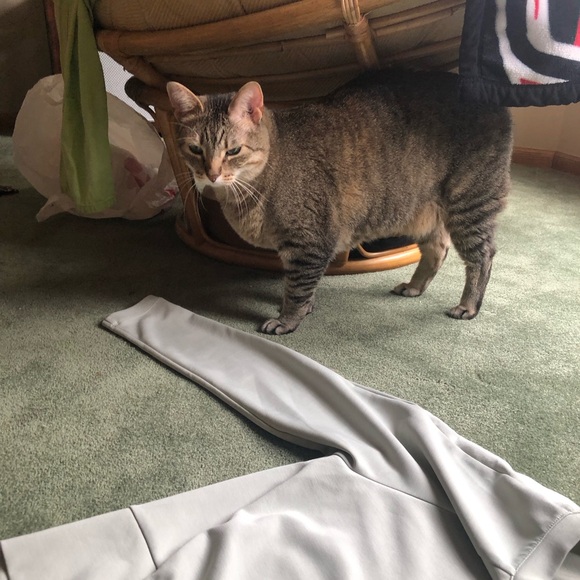 CAT - Picture 4 of 6